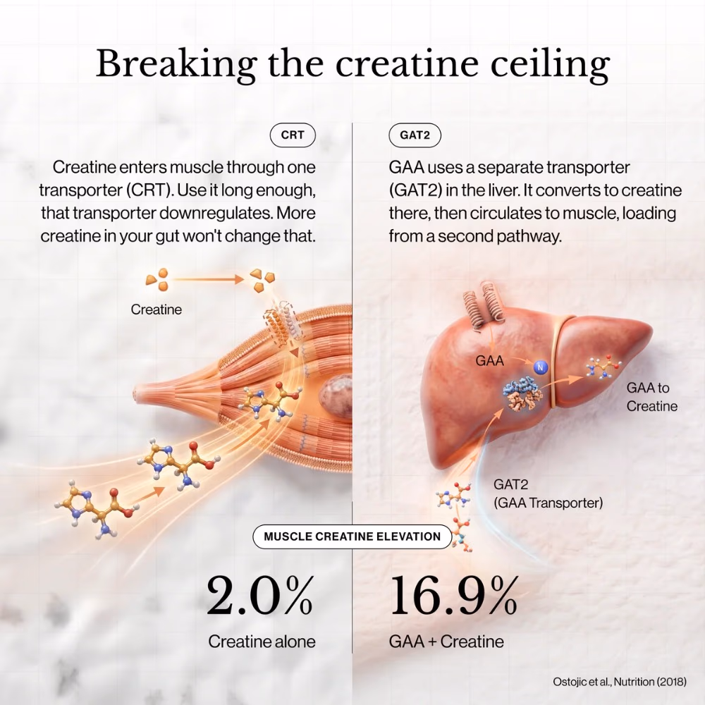 Revive Creatine + HMB 393gm – Unflavored | Clinically Dosed for Muscle Retention & Performance 4